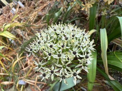 Allium colchicifolium