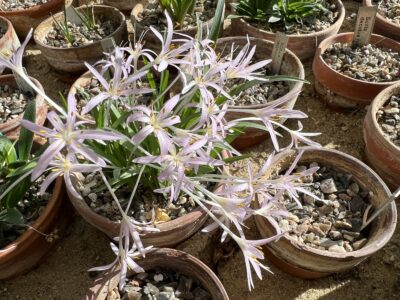 Colchicum stevenii HKEP 9829