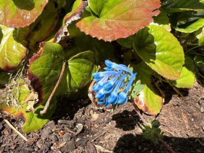 Corydalis panda