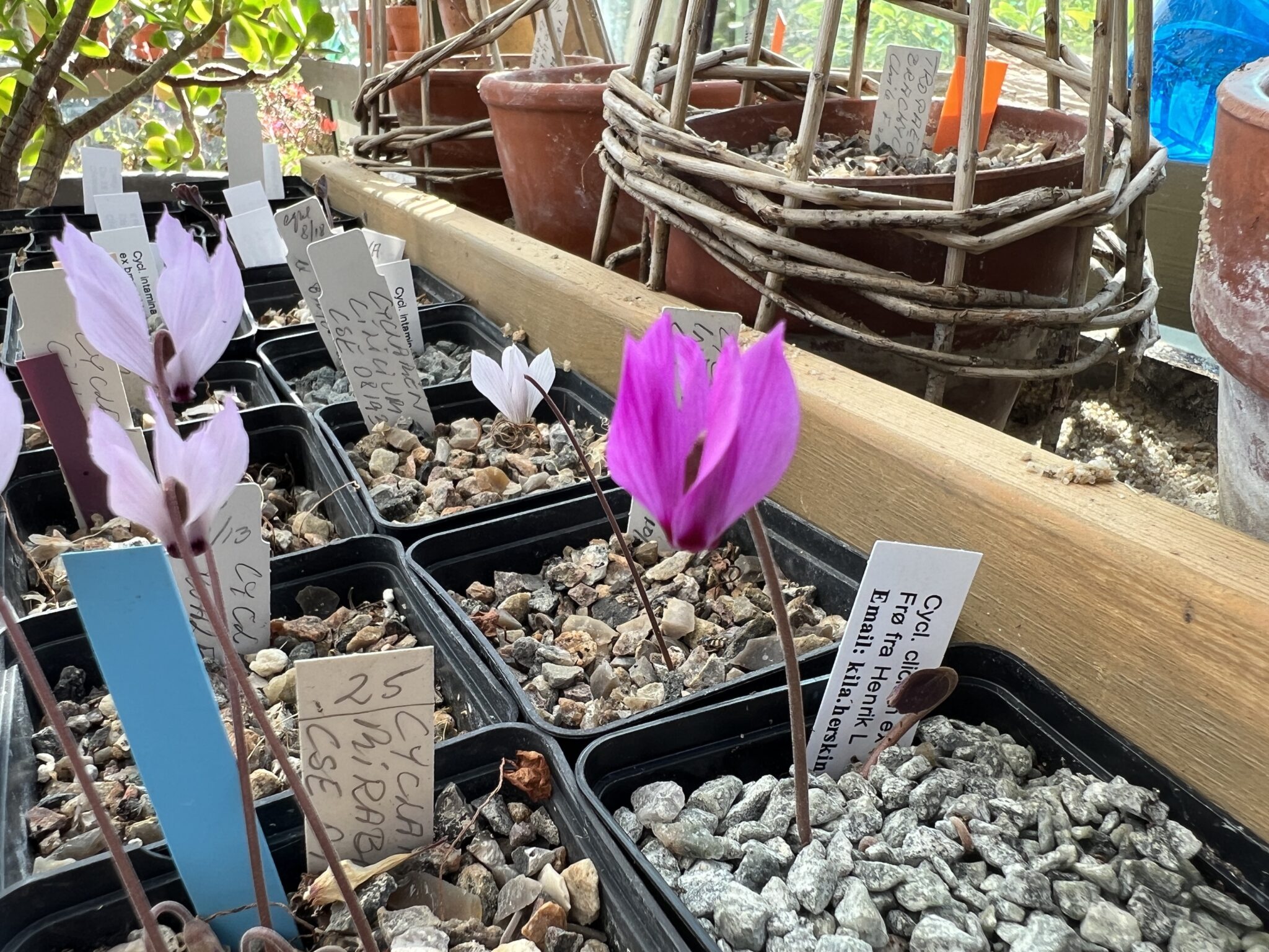 Cyclamen cilicium dark purple