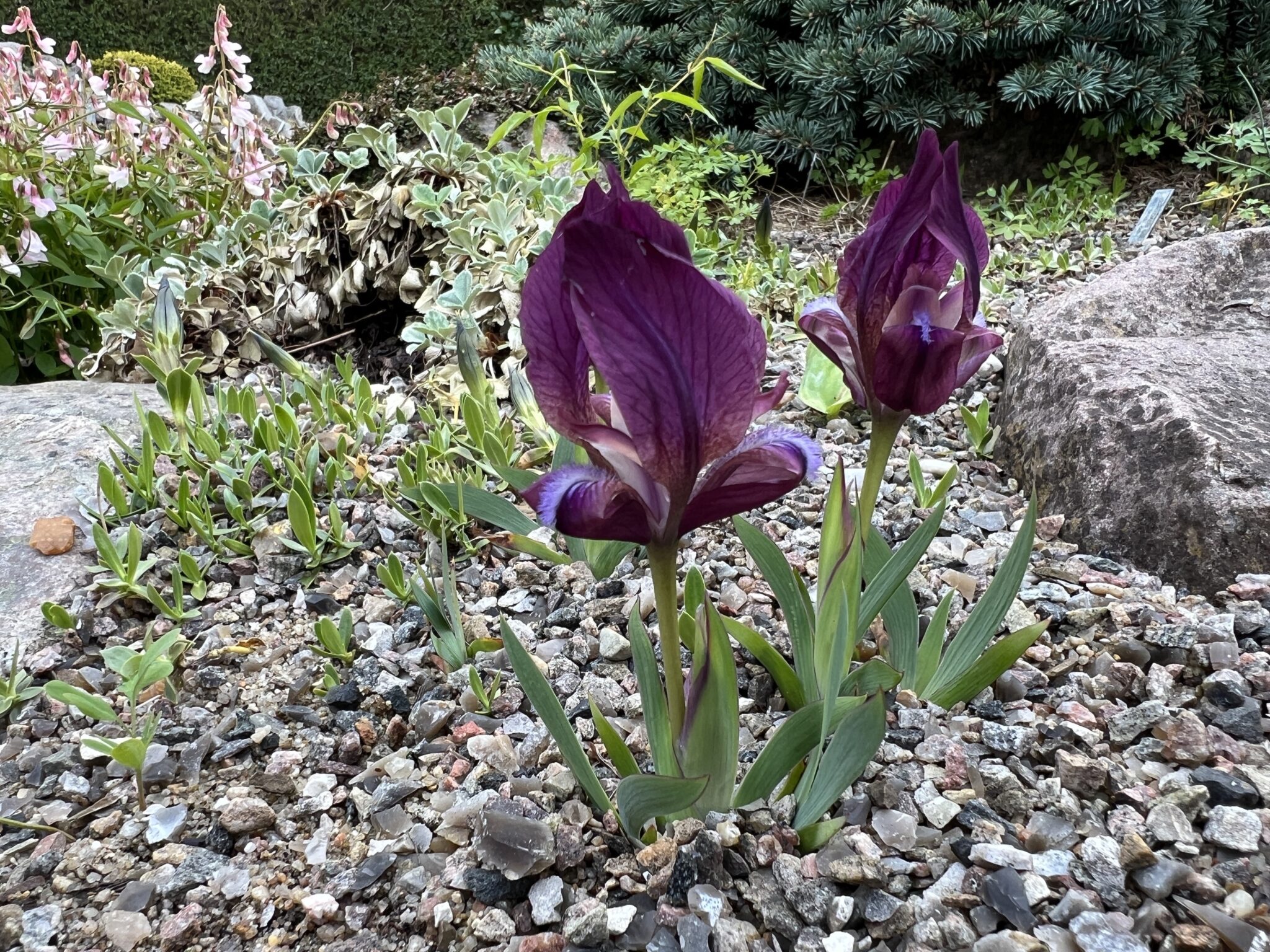Iris taurica small form