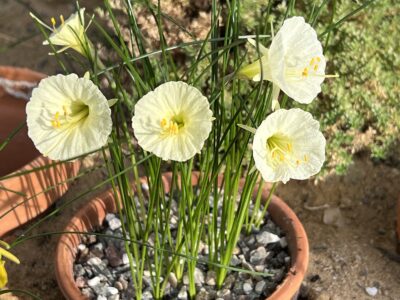 Narcissus cantabricus 'Herskind Select'