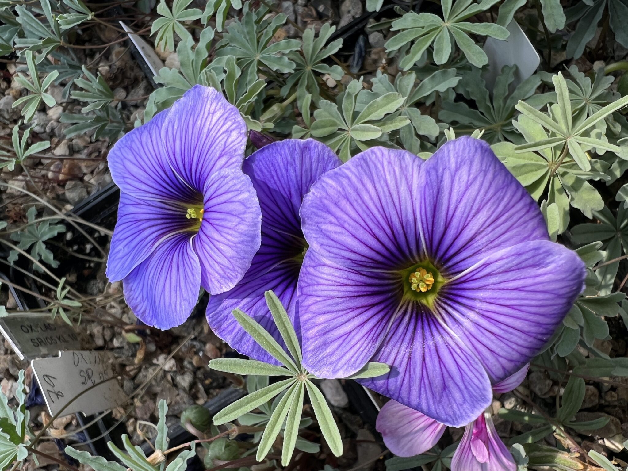 Oxalis laciniata kila 026