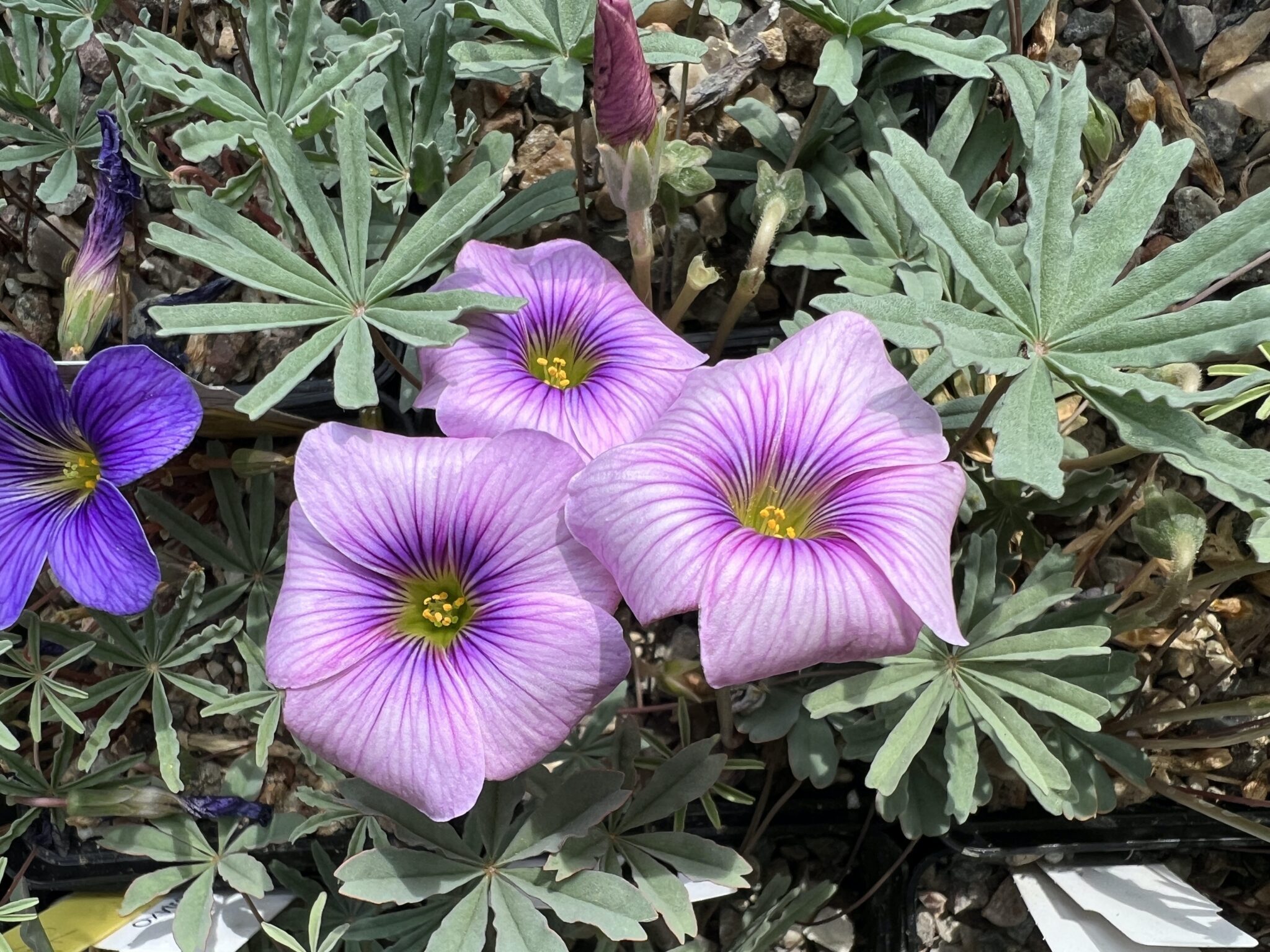 Oxalis laciniata Kila 181