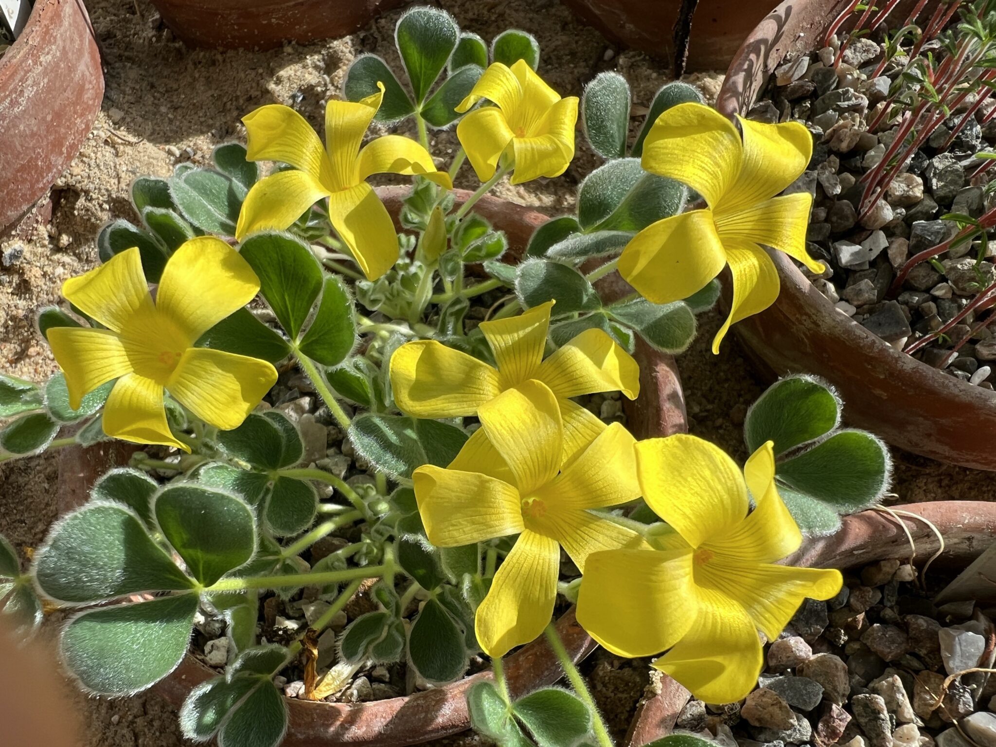 Oxalis speciosa rw