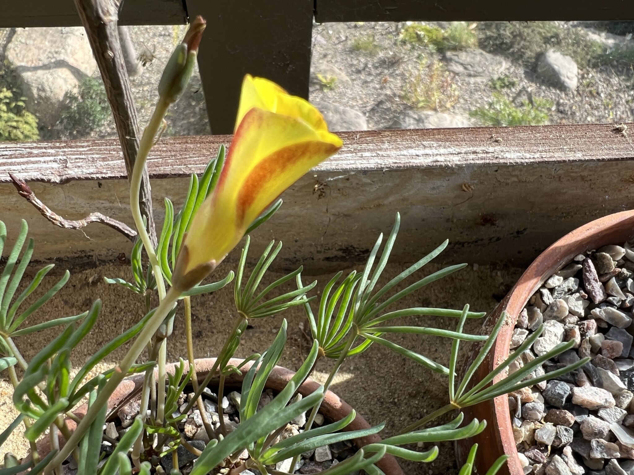 Oxalis versicolor 'Golden Grape'