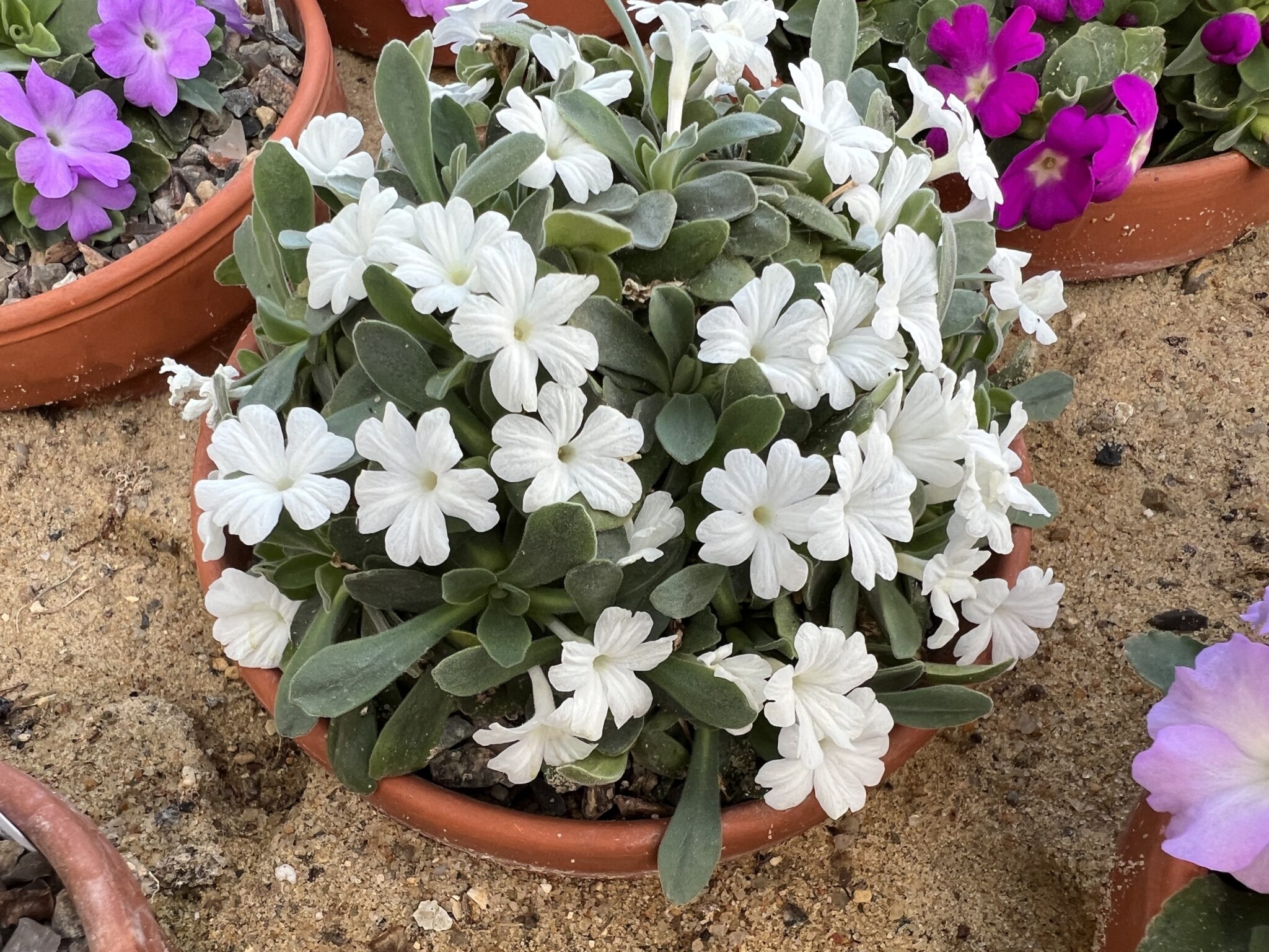 Primula allionii 'Roya Snow'