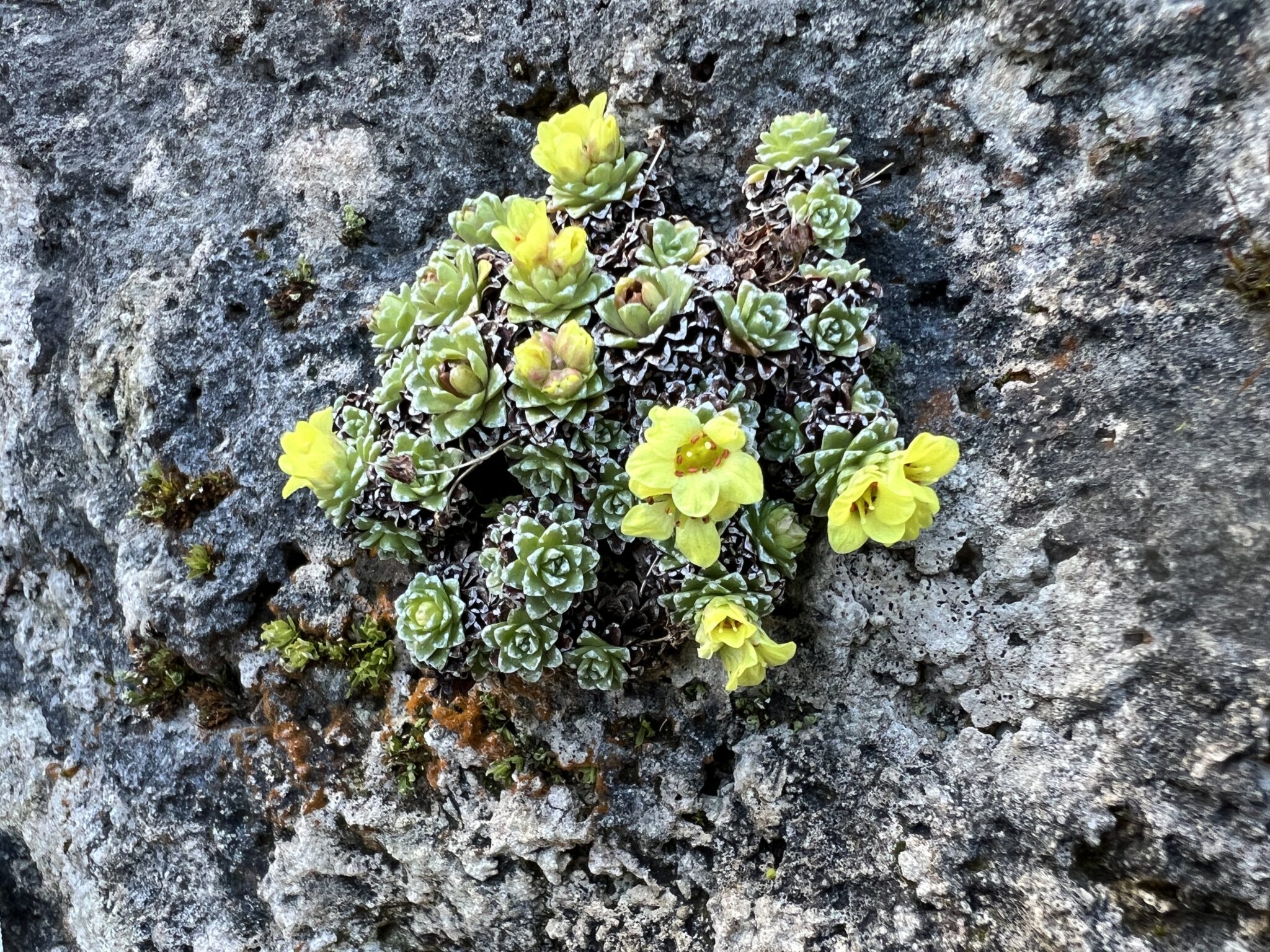 Saxifraga 'Tromsø'