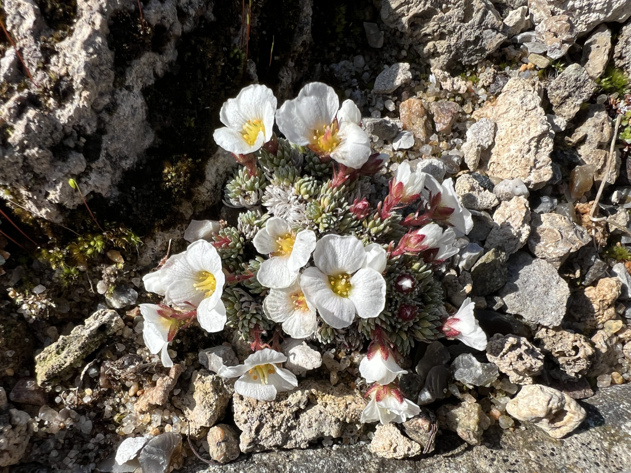 Saxifraga 'Tysoe Annapurna'