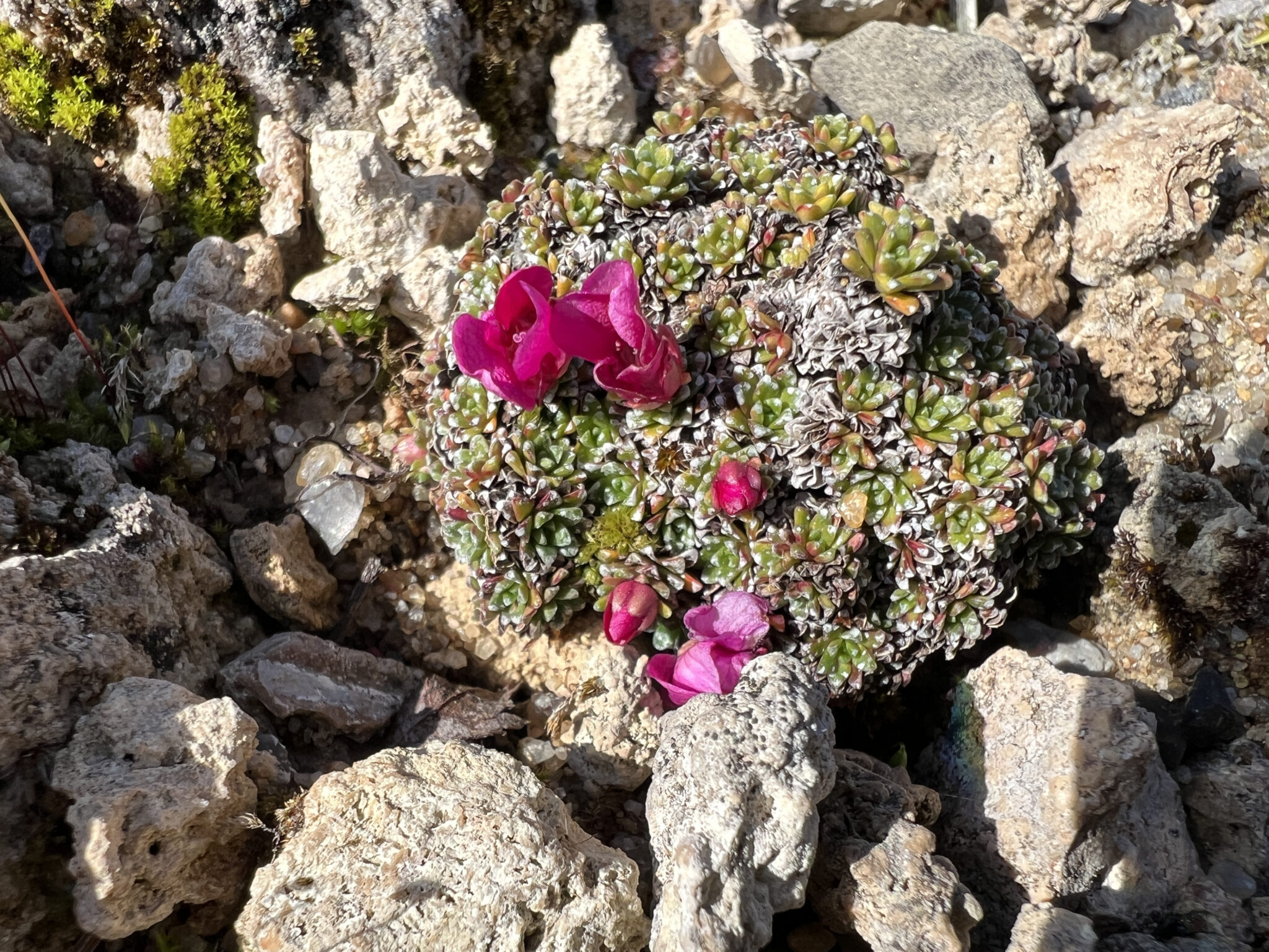 Saxifraga 'Visoke Myto'