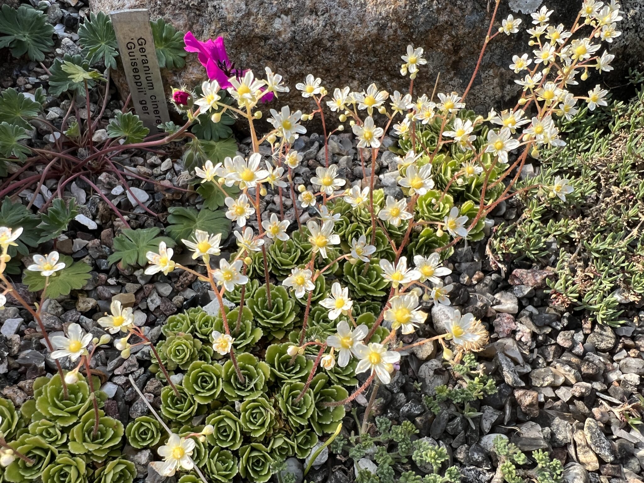 Saxifraga cernua