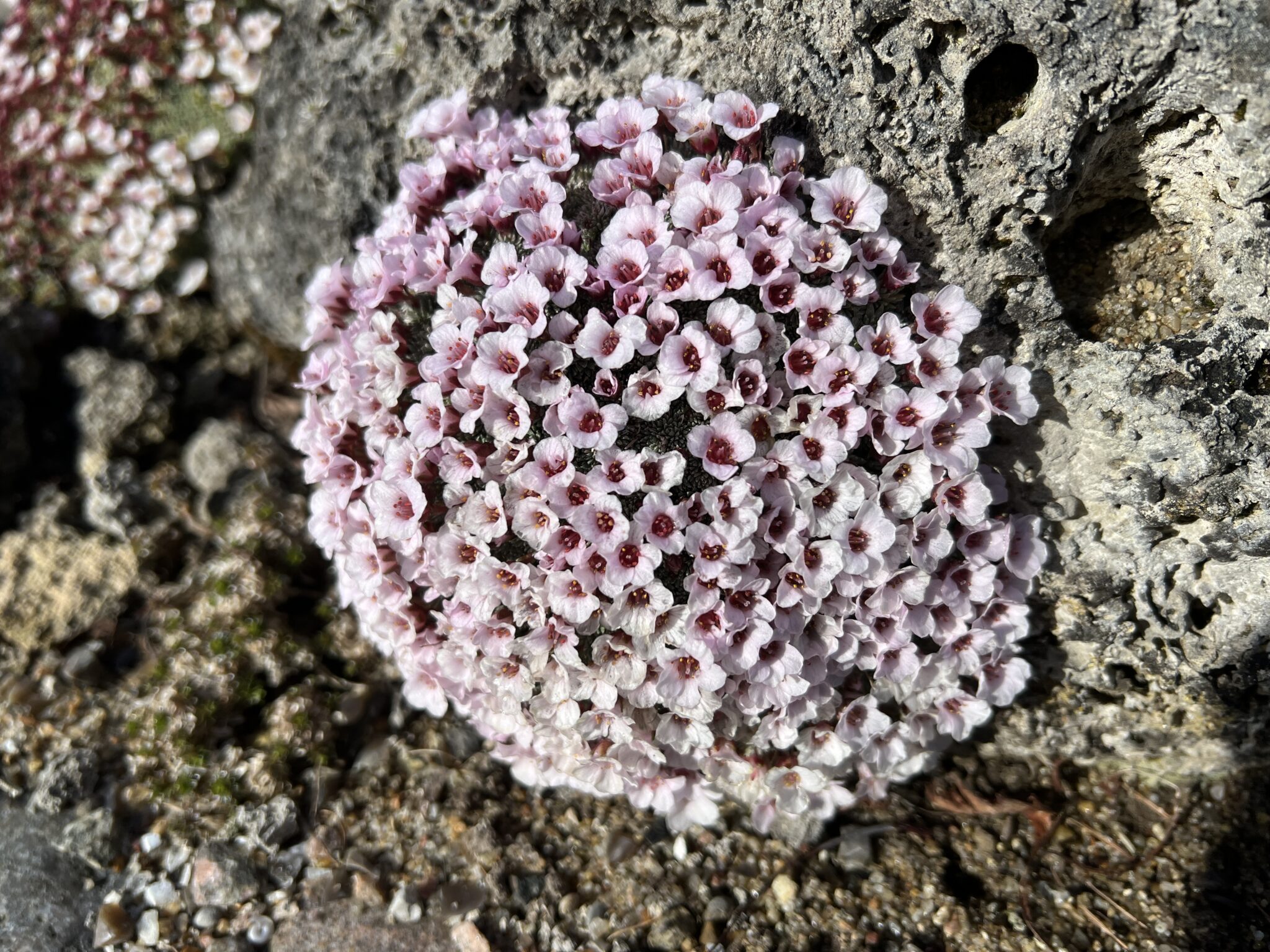 Saxifraga irvingii 'Gem'