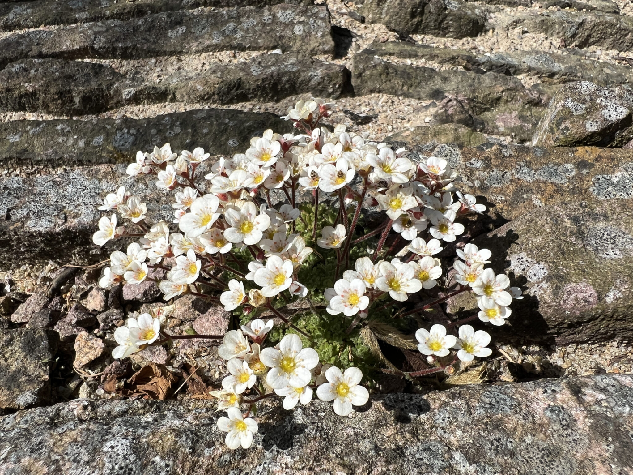 Saxifraga pubescens 'Snowcup'